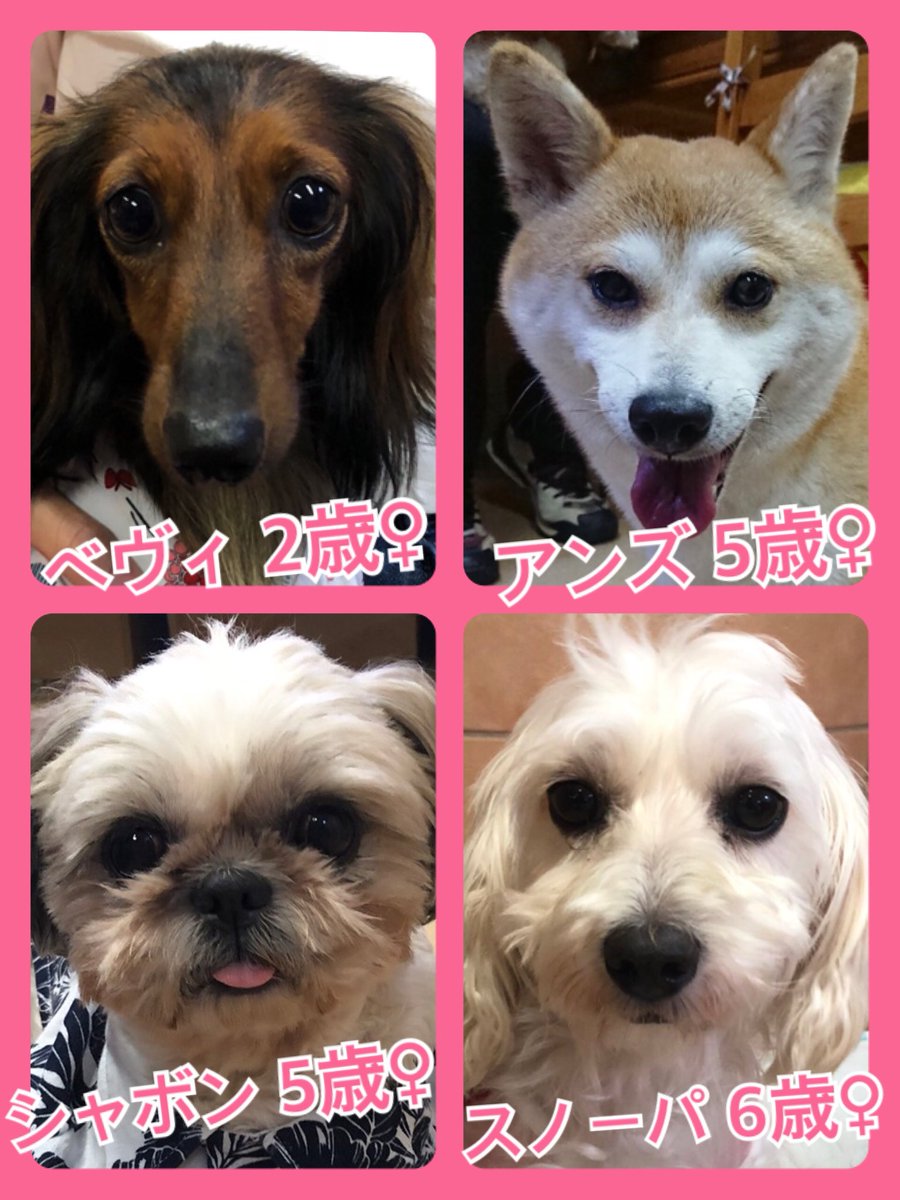 🐾今日の里親様募集中ワンコ🐶メンバーです🐾2019,7,30